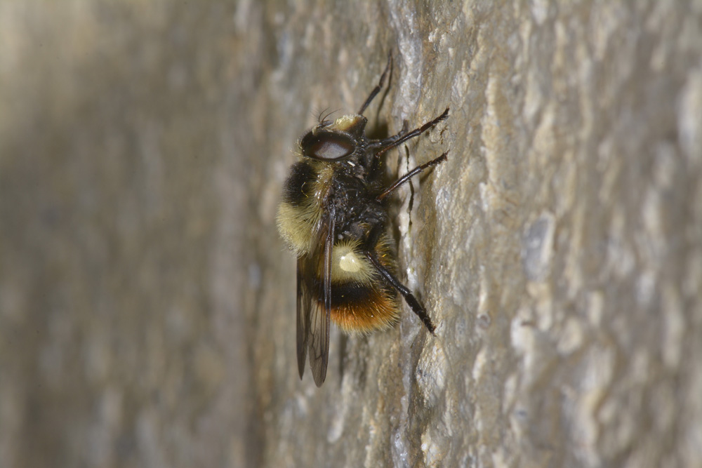 Syrphidae: Volucella bombylans